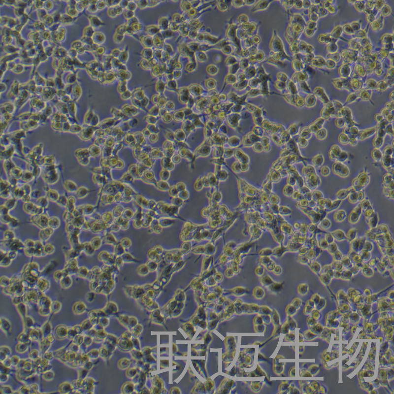 COLON 26细胞（小鼠结肠癌细胞）LM8C1855