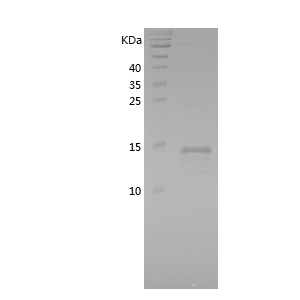 Recombinant Bovine CST3