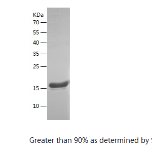 Recombinant Bovine IFNG