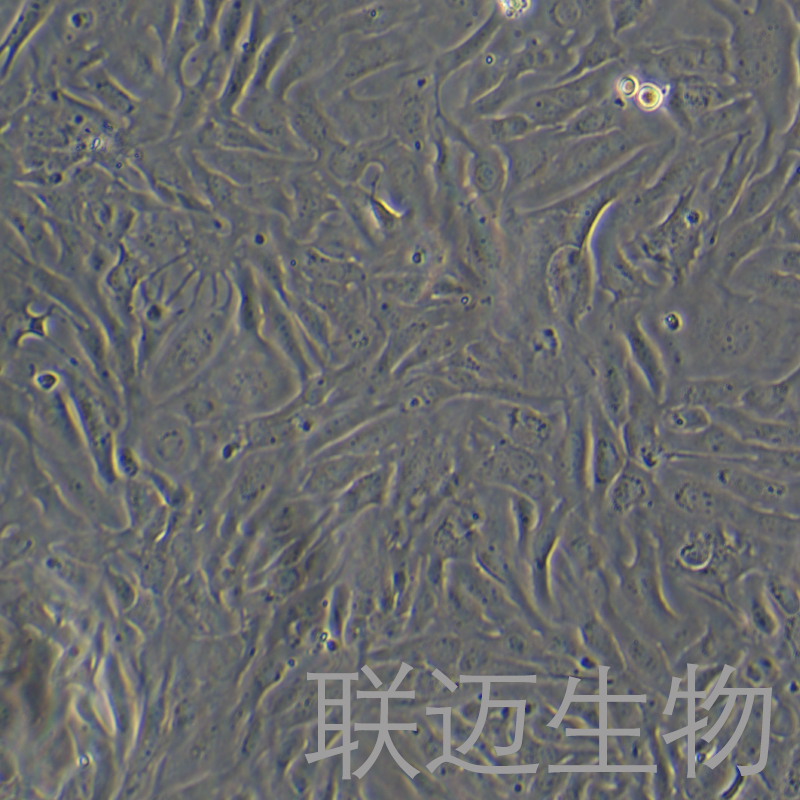 RTgill-W1细胞（鱼鳃细胞）LM8C1922