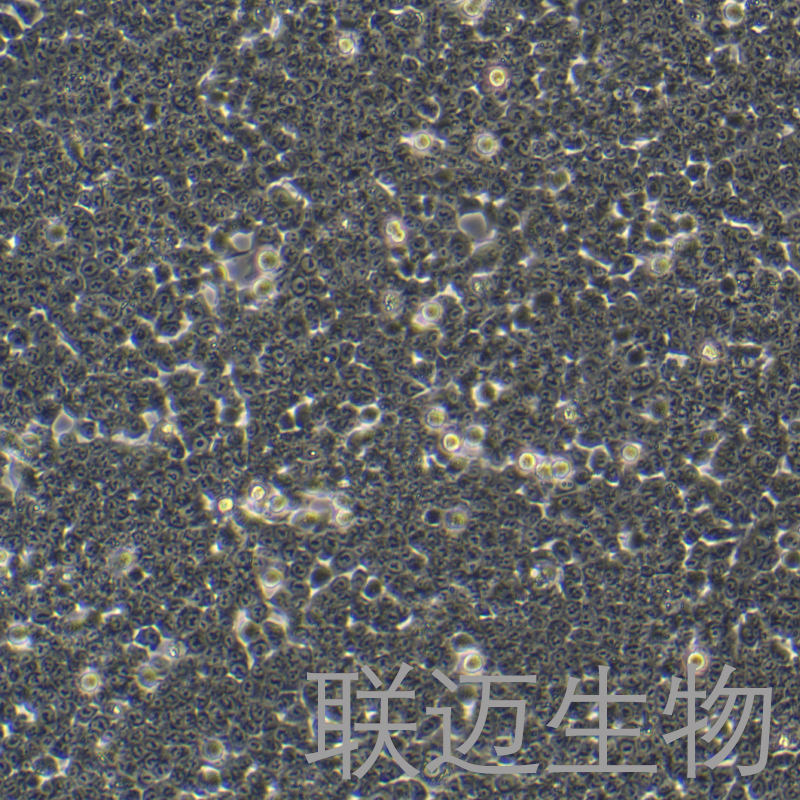 HCT116+P53细胞（敲除P53基因细胞株）LM8C1935