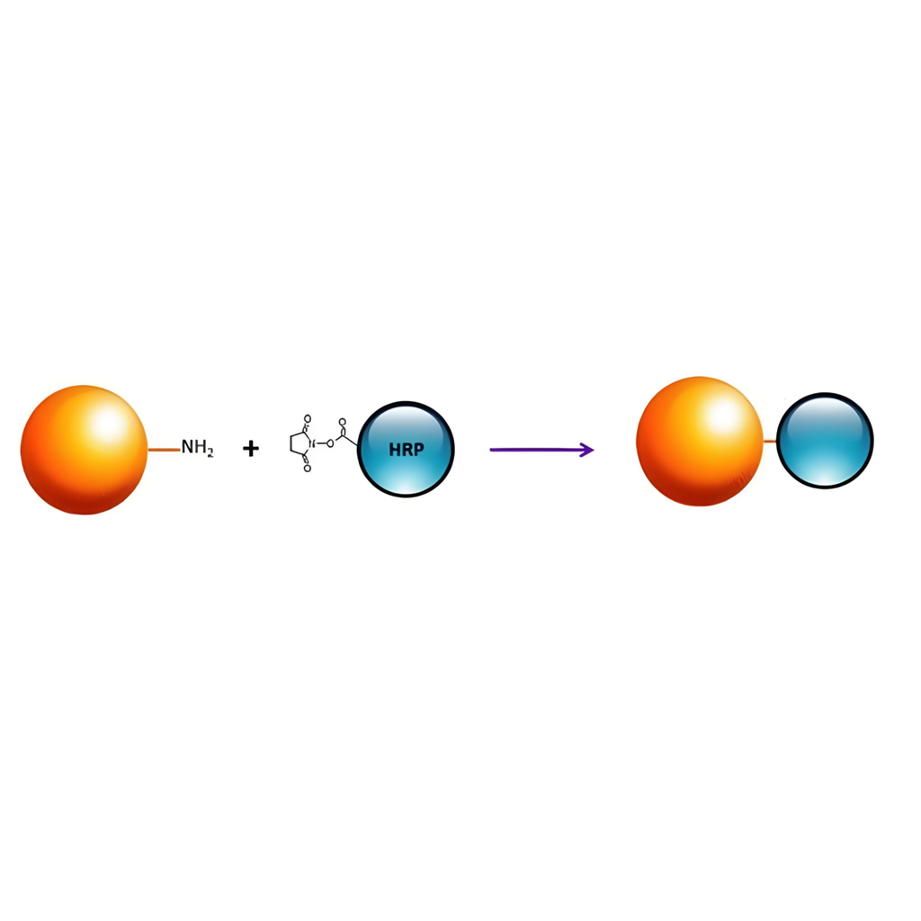 ReadiUse Preactivated HRP NHS ester；预活化HRP 琥珀酰亚胺酯