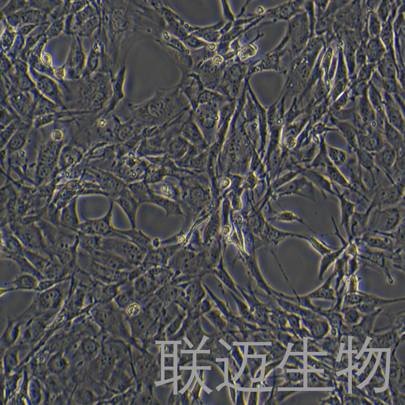 MC3T3-E1 Subclone 4细胞（小鼠颅顶前骨细胞亚克隆4）LM8C1929