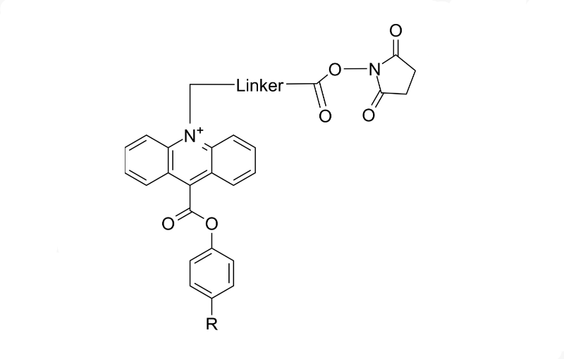 Acridinium NHS ester；Acridinium SE；吖啶NHS酯；吖啶 琥珀酰亚胺酯