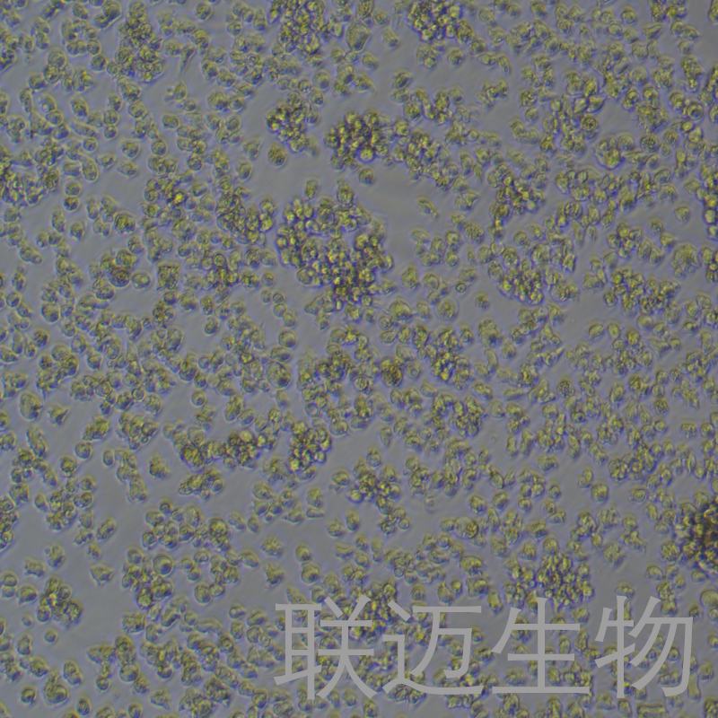 EL-4-B51细胞（小鼠胸腺淋巴瘤细胞）LM8C1960