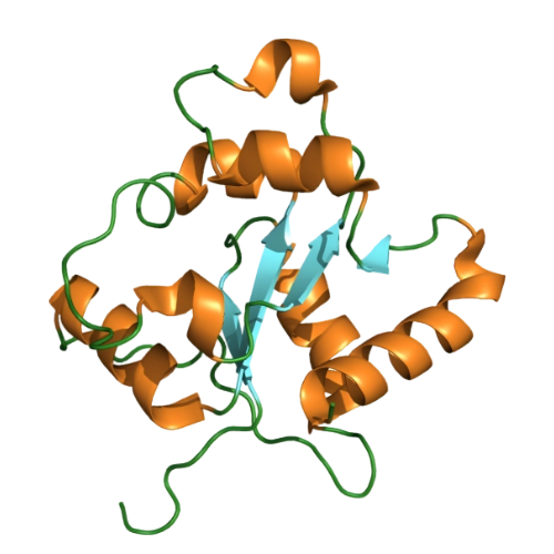 重组小鼠TLR2蛋白