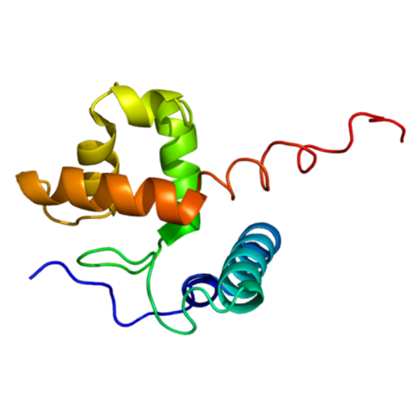 重组人ARID1A蛋白