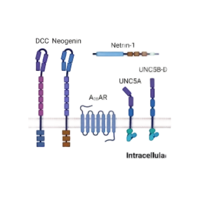 重组人Netrin receptor DCC蛋白