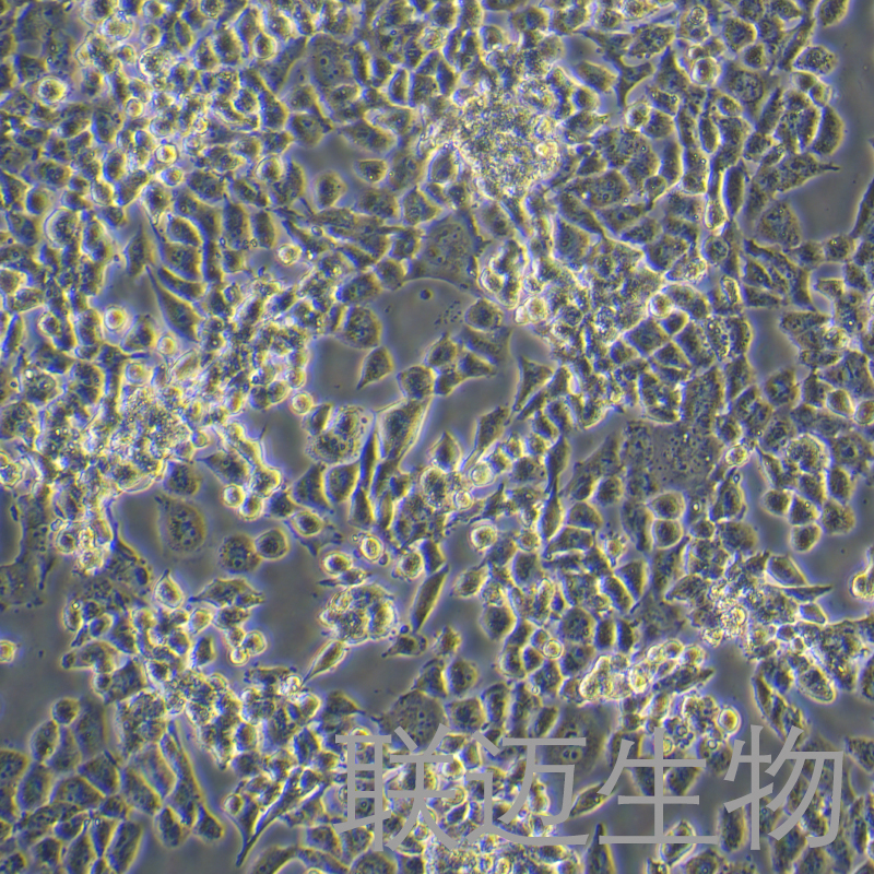 NCI-H446 [H446]细胞（人小细胞肺癌细胞）LM8C2247