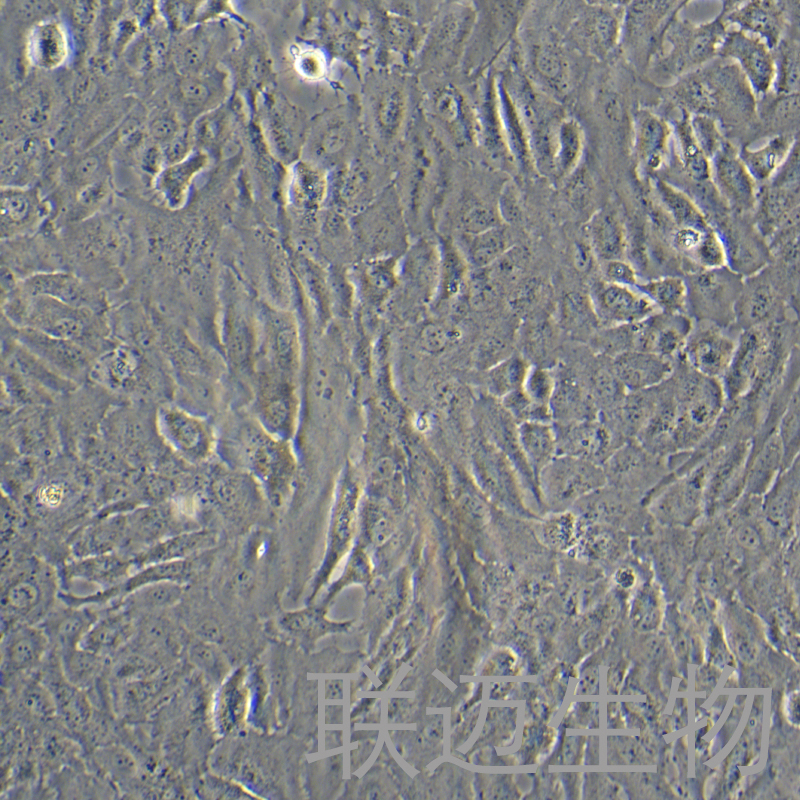 C28I2细胞（人正常软骨细胞）LM8C2166