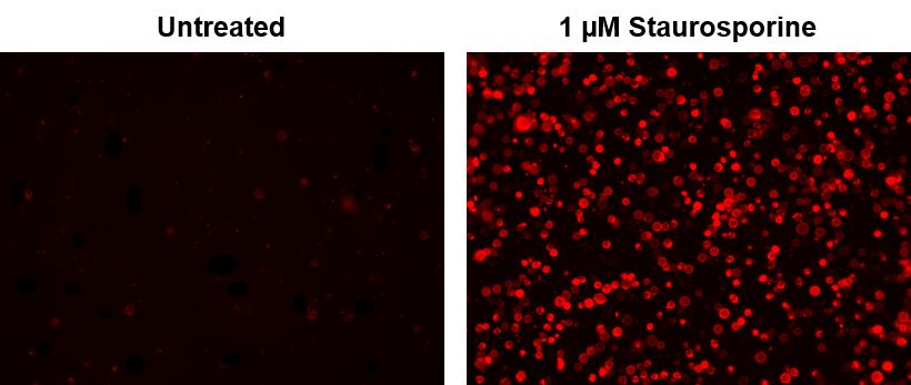 Annexin V, TRITC Labeled；Annexin V，TRITC标记；TRITC标记膜联蛋白V
