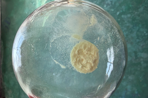 GMP的合规的伐莫洛龙