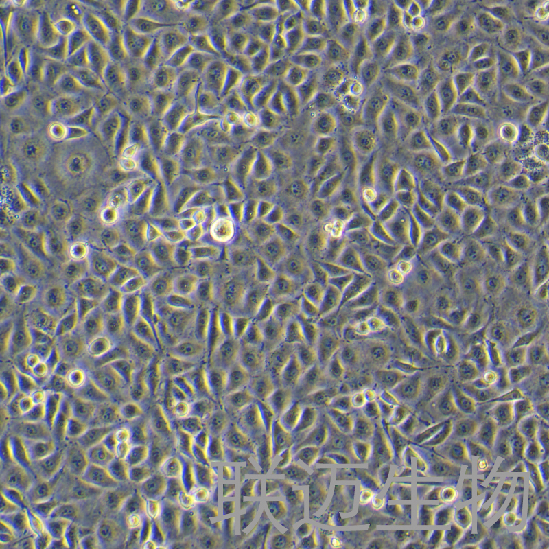 HECV细胞（人血管内皮细胞）LM8C2139