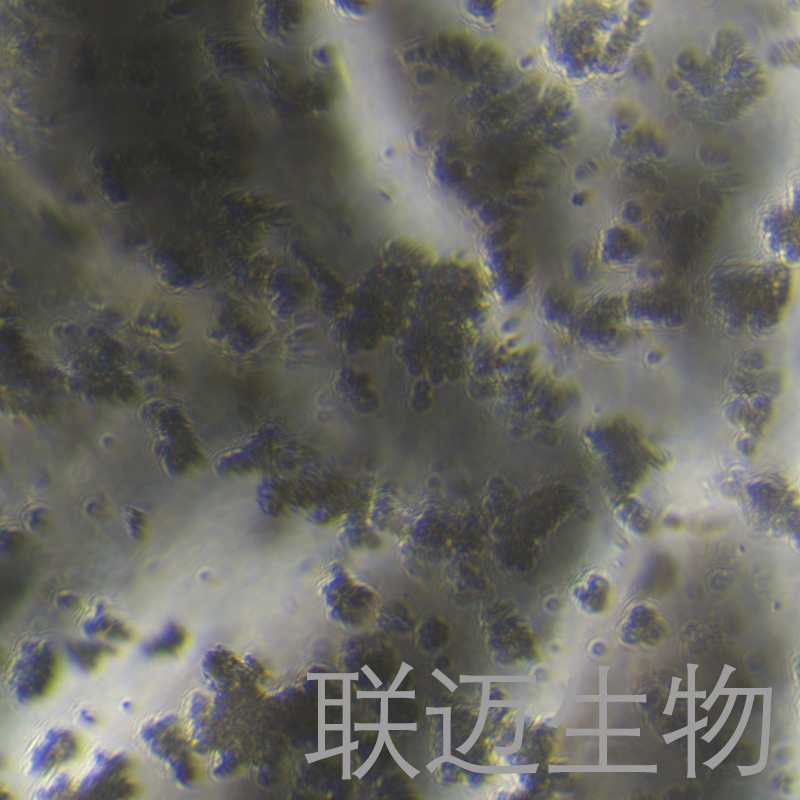 SHP-77-LUC细胞（人小细胞肺癌细胞荧光素酶标记）LM8C0767-L