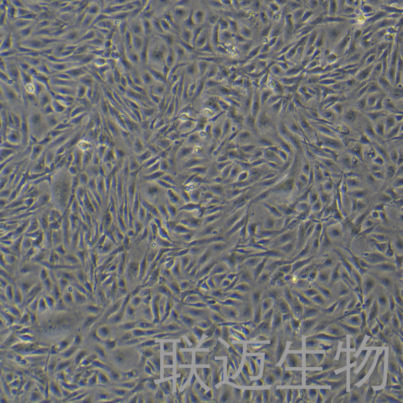 CIK细胞（草鱼肾脏细胞）LM8C2134