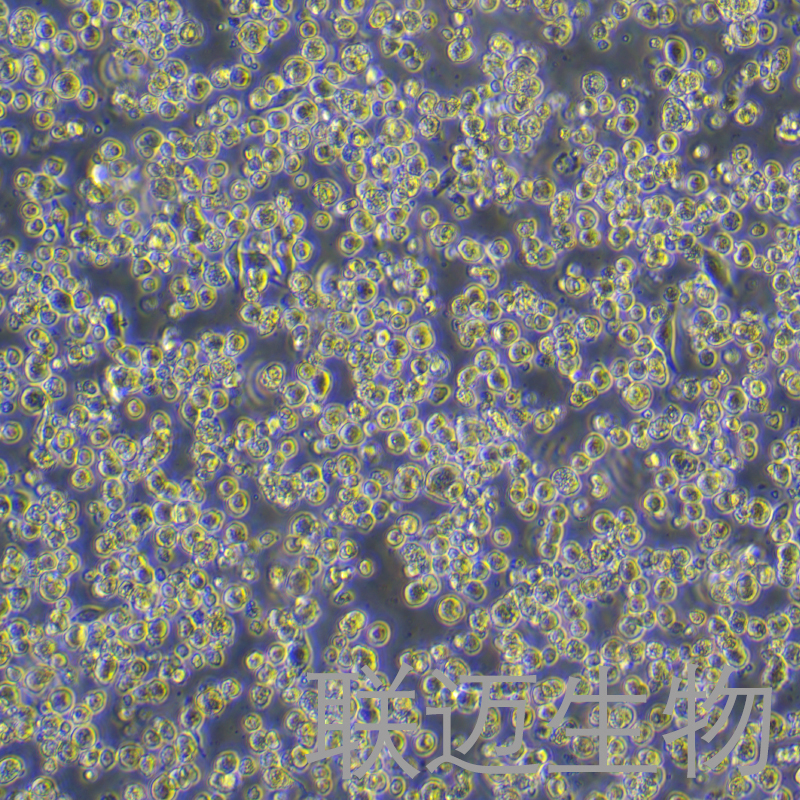 H22-LUC-GFP-Puro细胞（小鼠肝癌细胞--绿色荧光蛋白-荧光素酶标记）LM8C0341-LG