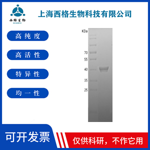 Recombinant Human EGF