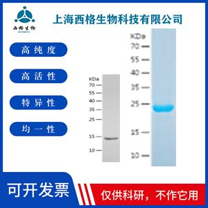 Recombinant Human Adenosine Receptor A2a