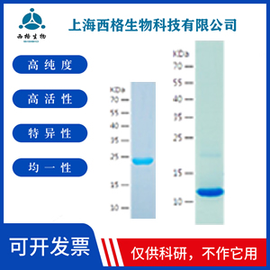 Recombinant Human ARMET