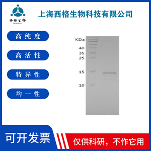 Recombinant Human CCL1
