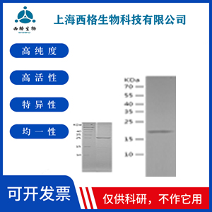 Recombinant Human CD9