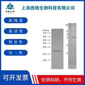 Recombinant Human CCL23
