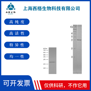 Recombinant Human CXCR4