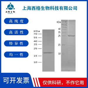 Recombinant Human CCL28