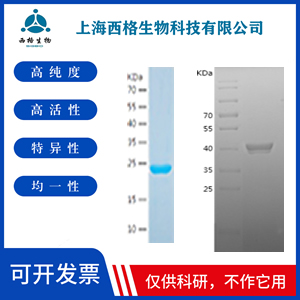 Recombinant Human EGF