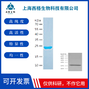 Recombinant Human Histone H2B