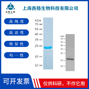 Recombinant Human IGF2