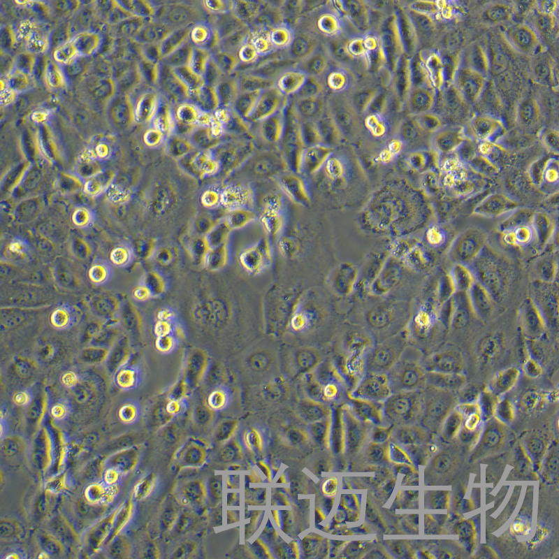 KYSE-520细胞（人食管鳞癌细胞）LM8C2142