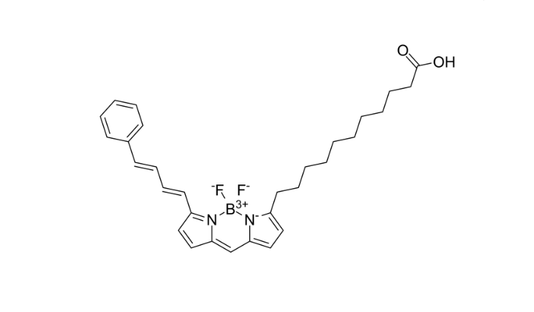 氟硼二吡咯581/591 C11；BODIPY 581/591 C11；BDP 581/591 C11