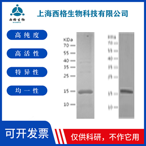 Recombinant Human IL-4