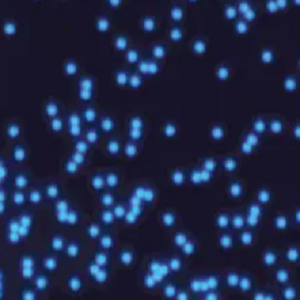 蓝色荧光修饰的PBS微球，?Blue Fluorescent PBS Microspheres