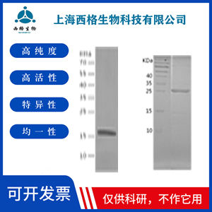 Recombinant Human Melanoma Inhibitory Activity