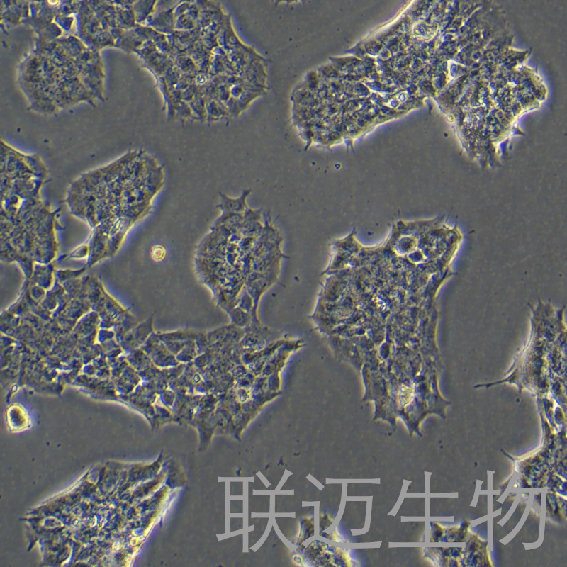 GT1-7细胞（小鼠下丘脑GnRH神经元细胞系）LM8C2043