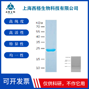 Recombinant Human PLGF
