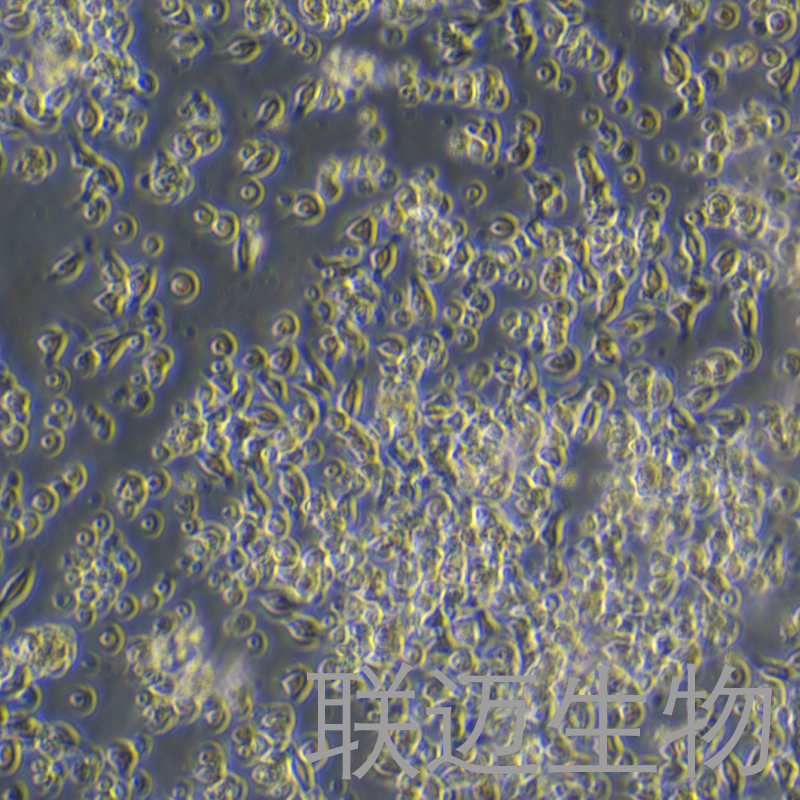 LMH细胞（鸡肝癌细胞）LM8C2036