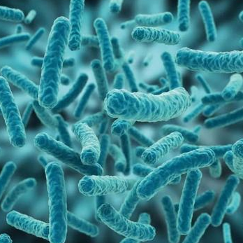 Flavobacterium Psychrolimnae