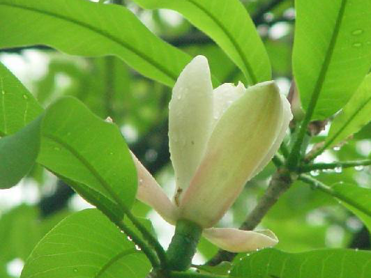 厚朴多酚，厚朴总酚，厚朴树皮