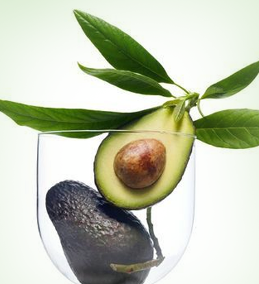 鳄梨大豆未皂化物