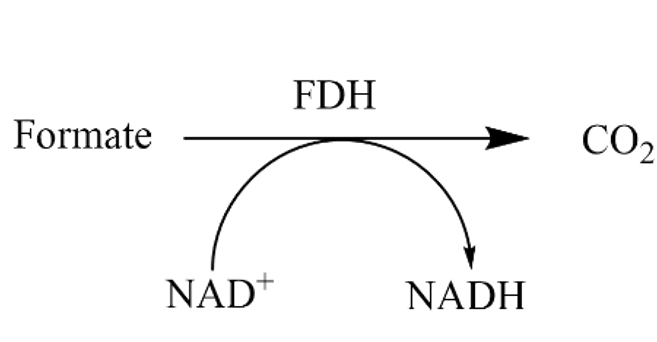 甲酸脱氢酶 9028-85-7