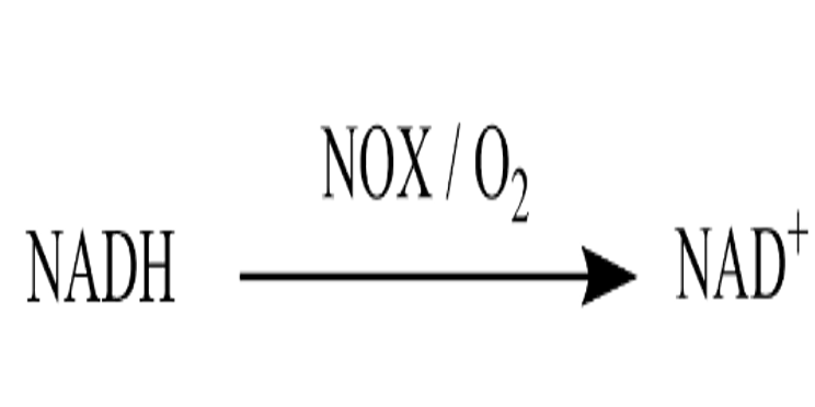 NADH氧化酶 9032-21-7