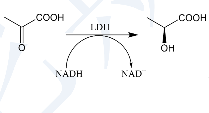 乳酸脱氢酶