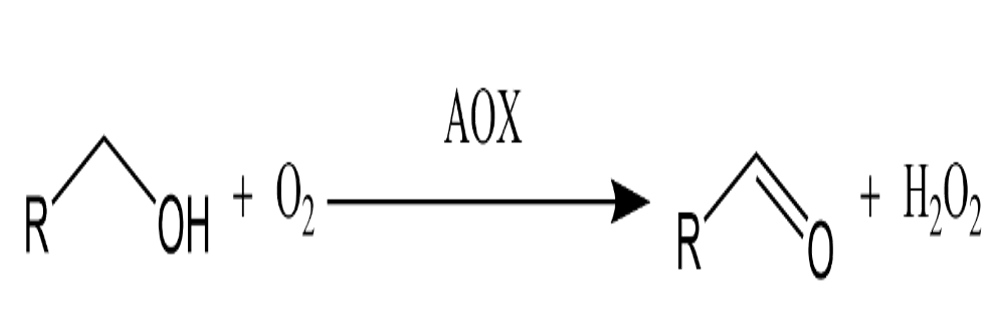 醇氧化酶 9073-63-6