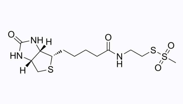 MTSEA-生物素；N-生物亚氨基乙基甲磺酸盐；MTSEA-biotin； N-Biotinylaminoethyl methanethiosulfonate