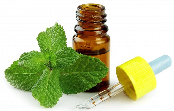 薄荷提取物 湖南省博达康生物科技有限公司