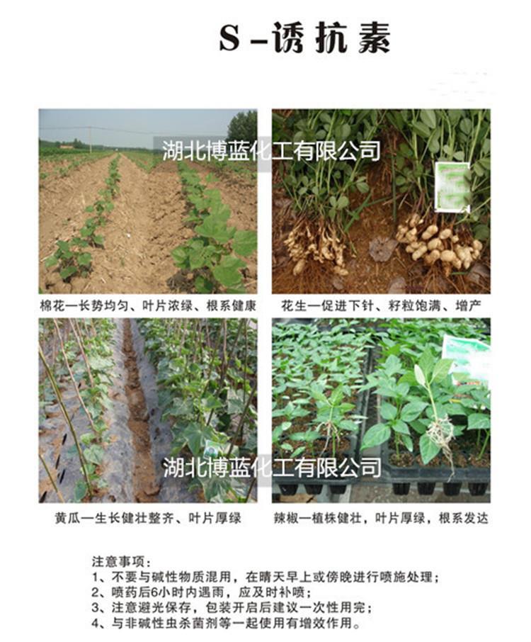 S-诱抗素(脱落酸)黄瓜花生.jpg S-诱抗素(脱落酸)黄瓜花生.jpg