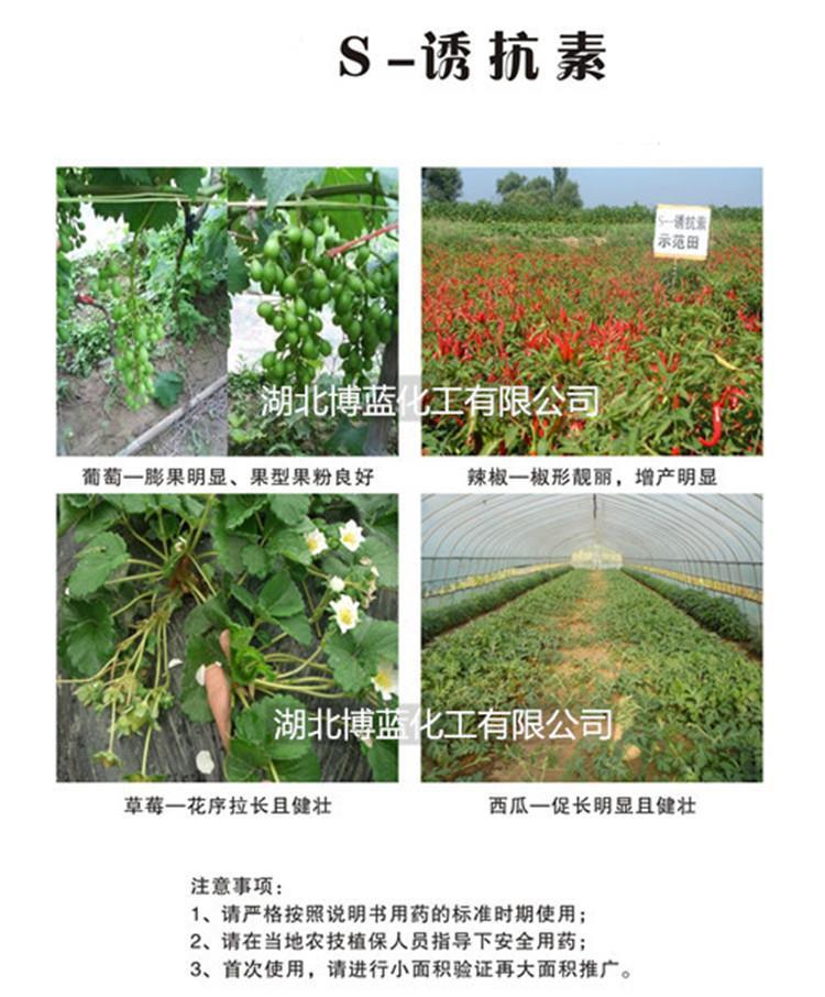 S-诱抗素(脱落酸)葡萄.jpg S-诱抗素(脱落酸)葡萄.jpg